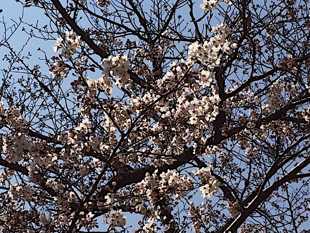⭐︎桜⭐︎パート２