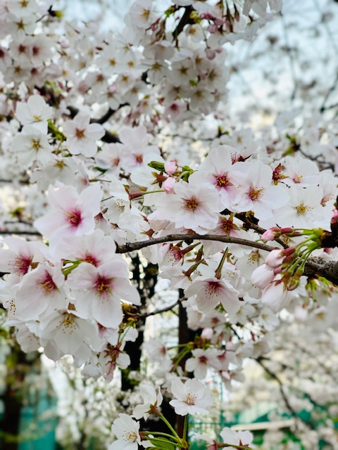 ☆atelier LIZERO(アトリエリゼロ) Flower Interior＆桜☆